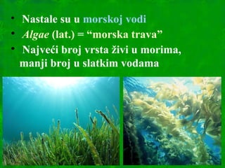 
Nastale su u morskoj vodi

Algae (lat.) = “morska trava”

Najveći broj vrsta živi u morima,
manji broj u slatkim vodama
 