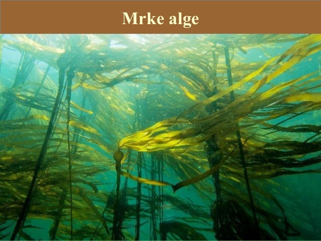 Alge