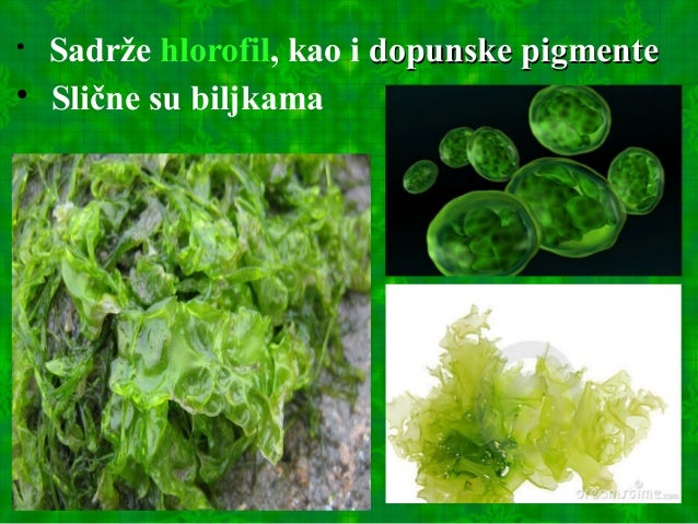 Alge