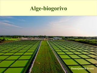 Alge-biogorivo
Damnjanović Ivana
 