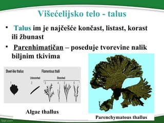 Višećelijsko telo - talus

Talus im je najčešće končast, listast, korast
ili žbunast

Parenhimatičan – poseduje tvorevine nalik
biljnim tkivima
Algae thallus
Parenchymatous thallus
 
