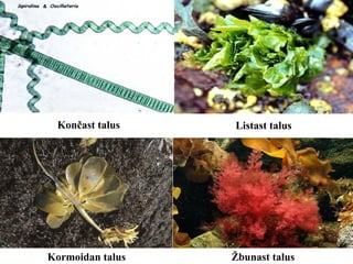Končast talus Listast talus
Kormoidan talus Žbunast talus
 