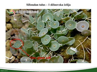 Sifonalan talus – 1 džinovska ćelija
One giant cell
 