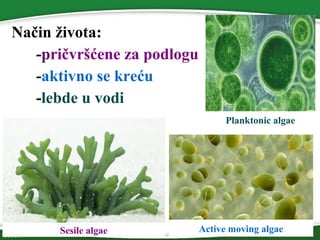 • Način života:
-pričvršćene za podlogu
-aktivno se kreću
-lebde u vodi
Planktonic algae
Active moving algaeSesile algae
 
