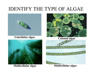 IDENTIFY THE TYPE OF ALGAE
Unicellular algae
Multicellular algae Multicellular algae
Colonial algae
 