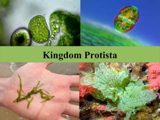 Kingdom Protista
 