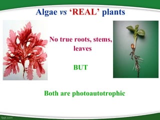 Algae vs ‘REAL’ plants
No true roots, stems,
leaves
Both are photoautotrophic
BUT
 