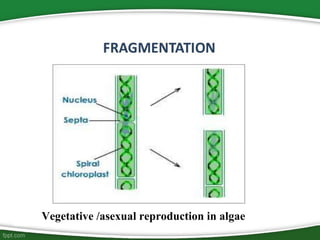 Vegetative /asexual reproduction in algae
 