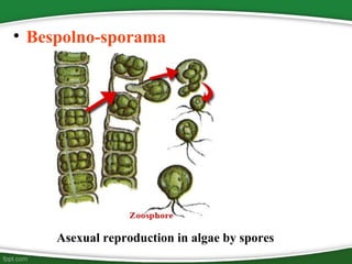 • Bespolno-sporama
Asexual reproduction in algae by spores
 