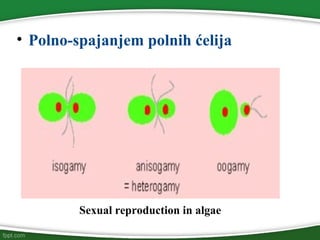 • Polno-spajanjem polnih ćelija
Sexual reproduction in algae
 