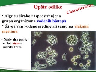 
Alge su široko rasprostranjena
grupa organizama vodenih biotopa

Žive i van vodene sredine ali samo na vlažnim
mestima

Naziv alga potiče
od lat. algae =
morska trava
Opšte odlike
Characteristics
 