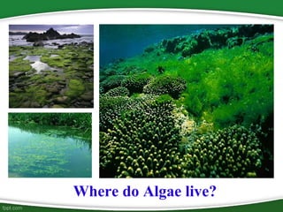 Where do Algae live?
 
