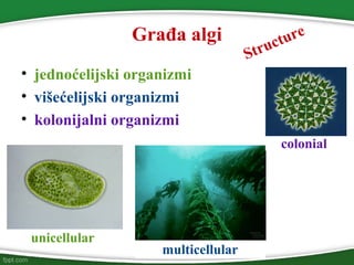 Građa algi
• jednoćelijski organizmi
• višećelijski organizmi
• kolonijalni organizmi
Structure
unicellular
multicellular
colonial
 