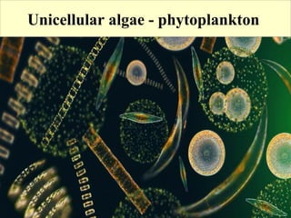 Unicellular algae - phytoplankton
 