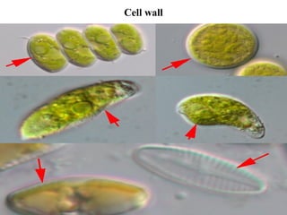 Cell wall
 