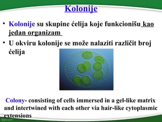 Kolonije
• Kolonije su skupine ćelija koje funkcionišu kao
jedan organizam
• U okviru kolonije se može nalaziti različit broj
ćelija
Colony- consisting of cells immersed in a gel-like matrix
and intertwined with each other via hair-like cytoplasmic
extensions
 