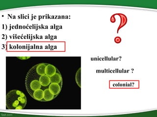 • Na slici je prikazana:
1) jednoćelijska alga
2) višećelijska alga
3) kolonijalna alga
unicellular?
multicellular ?
colonial?
 