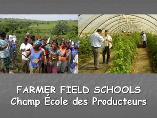 FARMER FIELD SCHOOLS
Champ École des Producteurs
 