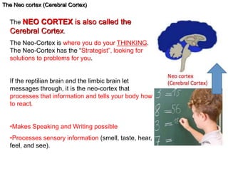 The Neo cortex (Cerebral Cortex) 
The NEO CORTEX is also called the 
Cerebral Cortex. 
The Neo-Cortex is where you do your THINKING. 
The Neo-Cortex has the “Strategist”, looking for 
solutions to problems for you. 
If the reptilian brain and the limbic brain let 
messages through, it is the neo-cortex that 
processes that information and tells your body how 
to react. 
•Makes Speaking and Writing possible 
•Processes sensory information (smell, taste, hear, 
feel, and see). 
 