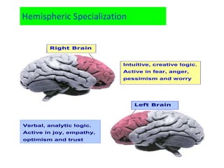 Hemispheric Specialization 
Right Brain 
Intuitive, creative logic. 
Active in fear, anger, 
pessimism and worry 
Left Brain 
Verbal, analytic logic. 
Active in joy, empathy, 
optimism and trust 
 