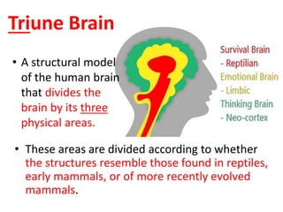 Triune Brain 
• A structural model 
of the human brain 
that divides the 
brain by its three 
physical areas. 
• These areas are divided according to whether 
the structures resemble those found in reptiles, 
early mammals, or of more recently evolved 
mammals. 
 