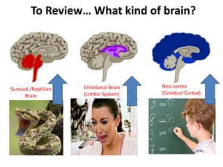 To Review… What kind of brain? 
Neo cortex 
(Cerebral Cortex) 
Emotional Brain 
(Limbic System) 
Survival /Reptilian 
Brain 
 