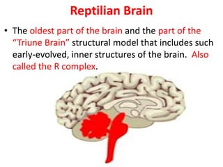 Reptilian Brain 
• The oldest part of the brain and the part of the 
“Triune Brain” structural model that includes such 
early-evolved, inner structures of the brain. Also 
called the R complex. 
 