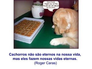 Cachorros não são eternos na nossa vida,  mas eles fazem nossas vidas eternas.  (Roger Caras) 
