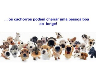 ... os cachorros podem cheirar uma pessoa boa    ao  longe! 