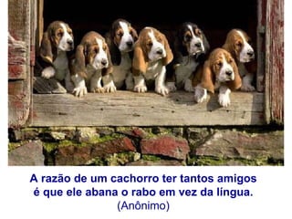 A razão de um cachorro ter tantos amigos  é que ele abana o rabo em vez da língua.  (Anônimo)  