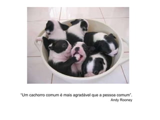 “ Um cachorro comum é mais agradável que a pessoa comum”.  Andy   Rooney   