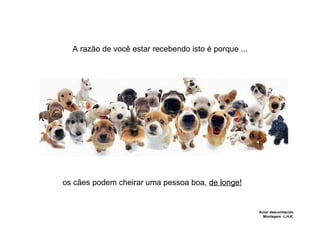 A razão de você estar recebendo isto é porque ... os cães podem cheirar uma pessoa boa,  de longe! Autor desconhecido Montagem:  L.H.K. 