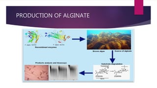 PRODUCTION OF ALGINATE
 