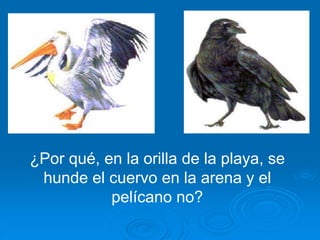 ¿Por qué, en la orilla de la playa, se
hunde el cuervo en la arena y el
pelícano no?
 