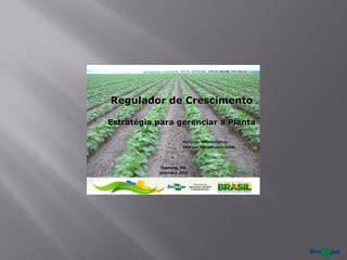 Regulador de Crescimento
Estratégia para gerenciar a Planta
Fernando Mendes Lamas
Embrapa Agropecuária Oeste
Dourados, MS
Setembro, 2013
 