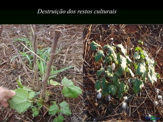 Destruição dos restos culturais
 