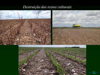 Destruição dos restos culturais
 