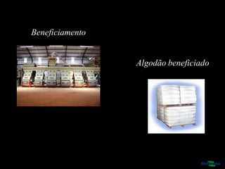 Algodão beneficiado
Beneficiamento
 