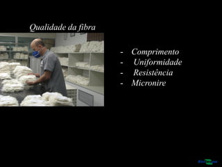 Qualidade da fibra
- Comprimento
- Uniformidade
- Resistência
- Micronire
 