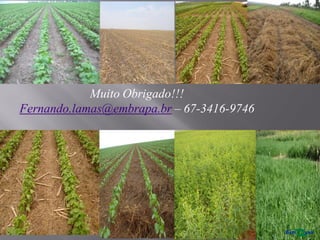Muito Obrigado!!!
Fernando.lamas@embrapa.br – 67-3416-9746
 