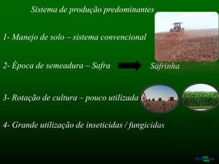 Sistema de produção predominantes
1- Manejo de solo – sistema convencional
2- Época de semeadura – Safra Safrinha
3- Rotação de cultura – pouco utilizada
4- Grande utilização de inseticidas / fungicidas
 