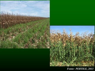 Fonte: PERTILE, 2013
 