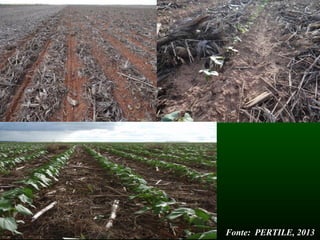 Fonte: PERTILE, 2013
 