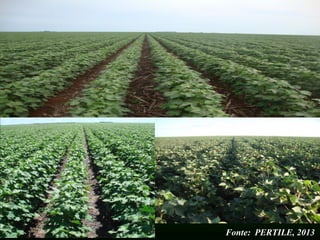 Fonte: PERTILE, 2013
 