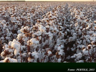 Fonte: PERTILE, 2013
 