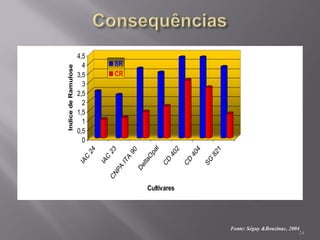 0
0,5
1
1,5
2
2,5
3
3,5
4
4,5
Indice
de
Ramulose
I
A
C
2
4
I
A
C
2
3
C
N
P
A
I
T
A
9
0
D
e
l
t
a
O
p
a
l
C
D
4
0
2
C
D
4
0
4
S
G
8
2
1
Cultivares
SR
CR
24
Fonte: Séguy &Bouzinac, 2004
 