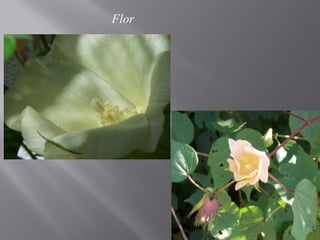 Flor
 