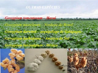 OUTRAS ESPÉCIES
-Gossypium tomentosum – Havai
-Gossypium mustelinum – Nordeste do Brasil
-Gossypium darwinii – arquipélago de Galápagos
-Gossypium barbadense – América do Sul
-Gossypium lanceolatum - México
 