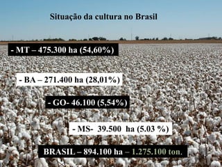 Situação da cultura no Brasil
- BA – 271.400 ha (28,01%)
- GO- 46.100 (5,54%)
- MS- 39.500 ha (5.03 %)
BRASIL – 894.100 ha – 1.275.100 ton.
- MT – 475.300 ha (54,60%)
 