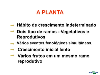 A PLANTA
Hábito de crescimento indeterminado
Dois tipo de ramos - Vegetativos e
Reprodutivos
Vários eventos fenológicos simultâneos
Crescimento inicial lento
Vários frutos em um mesmo ramo
reprodutivo
 